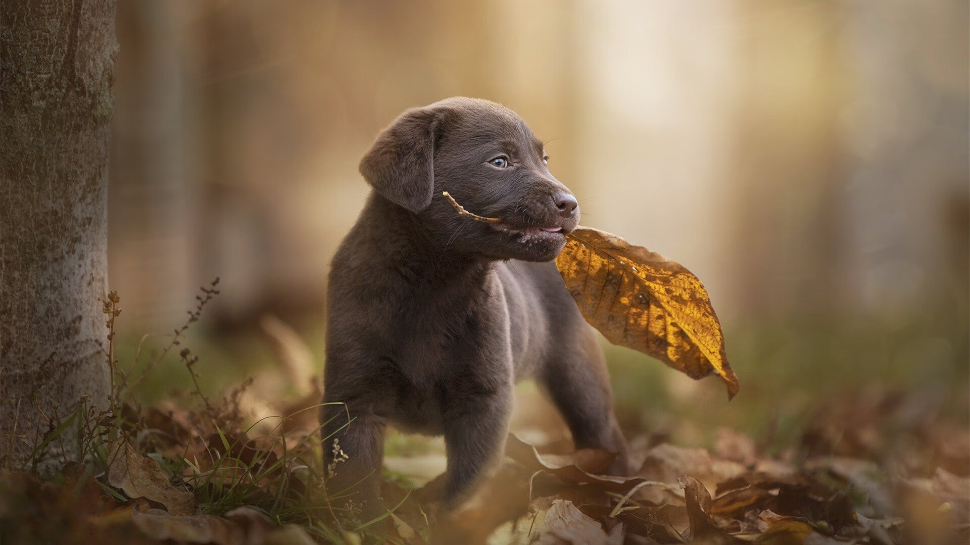 奥运周期关键战之夜,德罗赞存在感拉满,沉默领袖的破晓时刻
